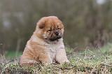 CHOW CHOW 309